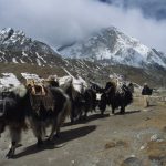 Jiri_BCE_yak