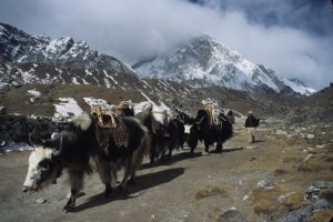 Jiri_BCE_yak